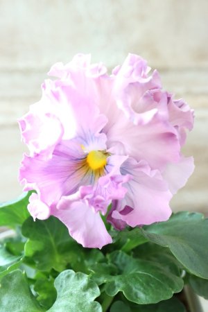 画像1: Robe de Antoinette〜ローブ・ドゥ・アントワネット〜 No.78