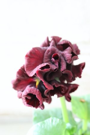 画像4: パンジー "Panzy~Robe de Antoinette~ローヴ ドゥ アントワネット ソワレ~" No.5