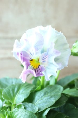 画像1: Fee des neiges  "フェデネージュ ブルー/パープル" No.44