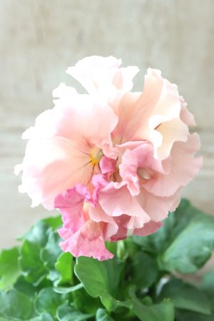 画像3: Robe de Antoinette〜ローブ・ドゥ・アントワネット〜 No.76