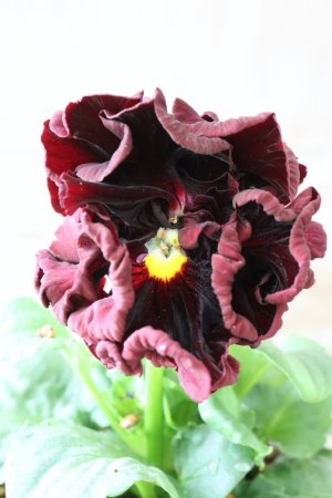 画像1: パンジー "Panzy~Robe de Antoinette~ローヴ ドゥ アントワネット ソワレ~" No.5