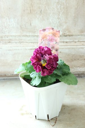 画像5: Robe de Antoinette〜ローブ・ドゥ・アントワネット〜 No.75