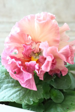 画像1: Robe de Antoinette〜ローブ・ドゥ・アントワネット〜 No.67