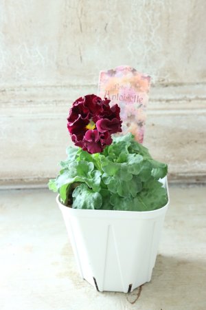 画像5: Robe de Antoinette〜ローブ・ドゥ・アントワネット〜 No.80