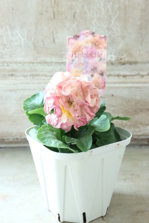 画像6: Robe de Antoinette〜ローブ・ドゥ・アントワネット〜 No.70