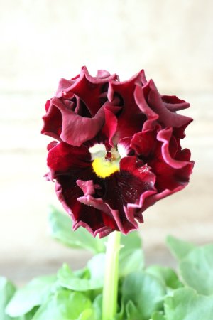 画像2: Robe de Antoinette〜ローブ・ドゥ・アントワネット〜 No.77