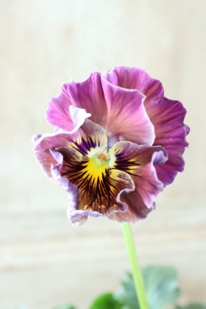 画像2: Fee des neiges Crepe Noble "フェデネージュ クレープ ノーブル" No.45