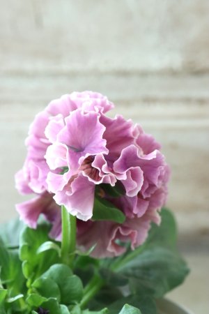 画像4: Robe de Antoinette〜ローブ・ドゥ・アントワネット〜 No.64