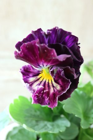 画像3: Fee des neiges Crepe Noble "フェデネージュ クレープ ノーブル" No.47