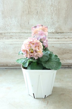 画像6: Robe de Antoinette〜ローブ・ドゥ・アントワネット〜 No.62