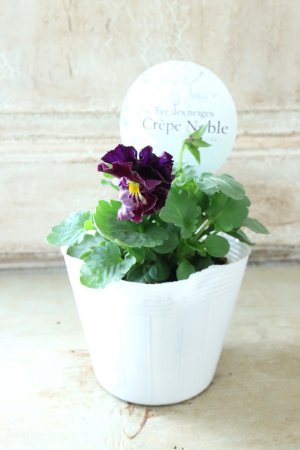 画像4: Fee des neiges Crepe Noble "フェデネージュ クレープ ノーブル" No.47