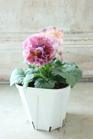 画像5: Robe de Antoinette〜ローブ・ドゥ・アントワネット〜 No.64