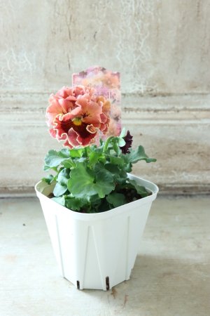 画像5: Robe de Antoinette〜ローブ・ドゥ・アントワネット〜 No.66