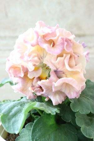 画像3: Robe de Antoinette〜ローブ・ドゥ・アントワネット〜 No.62