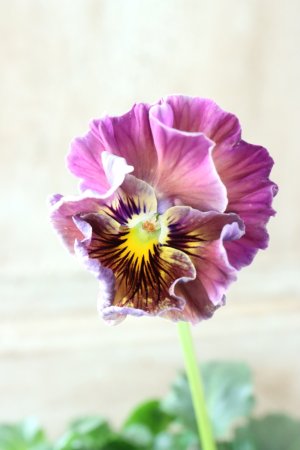 画像1: Fee des neiges Crepe Noble "フェデネージュ クレープ ノーブル" No.45