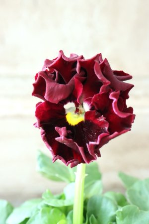 画像3: Robe de Antoinette〜ローブ・ドゥ・アントワネット〜 No.77