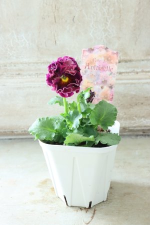 画像5: Robe de Antoinette〜ローブ・ドゥ・アントワネット〜 No.79