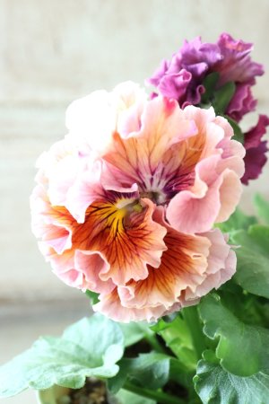 画像1: Robe de Antoinette〜ローブ・ドゥ・アントワネット〜 No.73