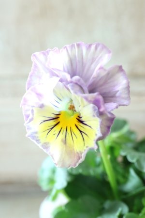 画像3: Fee des neiges Crepe Noble "フェデネージュ クレープ ノーブル" No.46