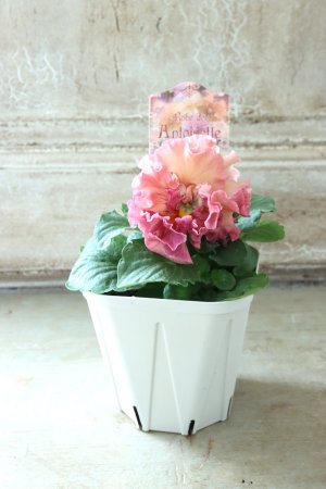 画像5: Robe de Antoinette〜ローブ・ドゥ・アントワネット〜 No.67