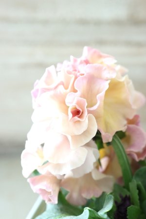 画像4: Robe de Antoinette〜ローブ・ドゥ・アントワネット〜 No.62