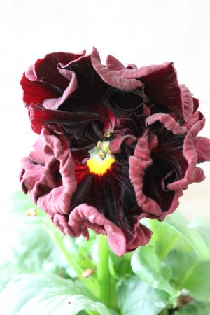 画像3: パンジー "Panzy~Robe de Antoinette~ローヴ ドゥ アントワネット ソワレ~" No.5