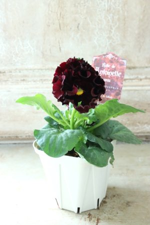 画像5: パンジー "Panzy~Robe de Antoinette~ローヴ ドゥ アントワネット ソワレ~" No.1