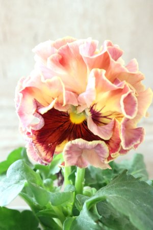 画像1: Robe de Antoinette〜ローブ・ドゥ・アントワネット〜 No.69