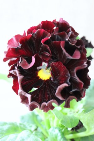 画像2: パンジー "Panzy~Robe de Antoinette~ローヴ ドゥ アントワネット ソワレ~" No.1