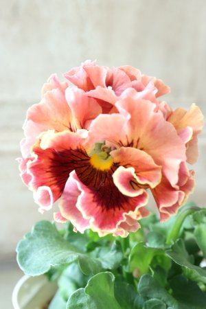 画像2: Robe de Antoinette〜ローブ・ドゥ・アントワネット〜 No.66