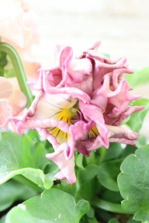 画像5: Robe de Antoinette〜ローブ・ドゥ・アントワネット〜 No.70