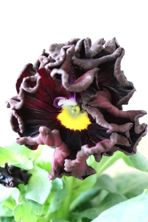 画像2: パンジー "Panzy~Robe de Antoinette~ローヴ ドゥ アントワネット ソワレ~" No.6