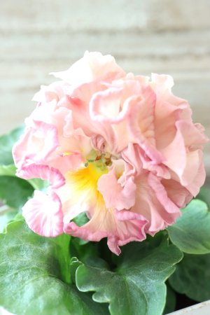 画像1: Robe de Antoinette〜ローブ・ドゥ・アントワネット〜 No.70