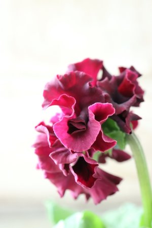 画像4: Robe de Antoinette〜ローブ・ドゥ・アントワネット〜 No.80