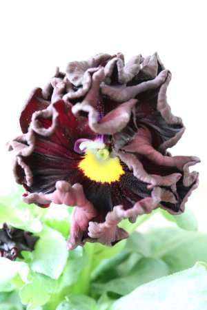 画像3: パンジー "Panzy~Robe de Antoinette~ローヴ ドゥ アントワネット ソワレ~" No.6