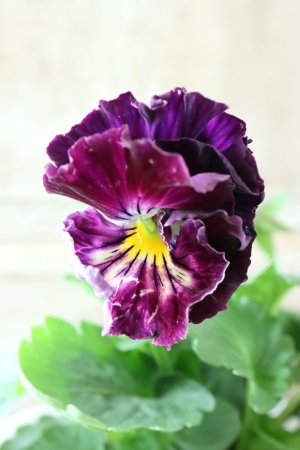 画像2: Fee des neiges Crepe Noble "フェデネージュ クレープ ノーブル" No.47