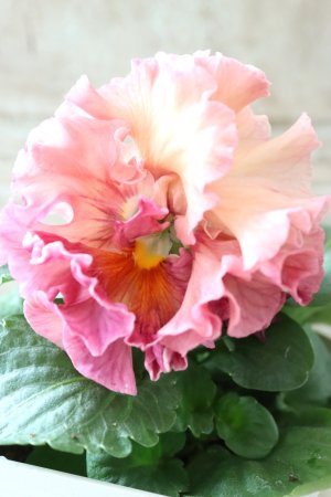 画像2: Robe de Antoinette〜ローブ・ドゥ・アントワネット〜 No.67