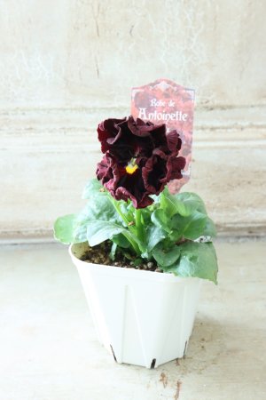 画像5: パンジー "Panzy~Robe de Antoinette~ローヴ ドゥ アントワネット ソワレ~" No.5