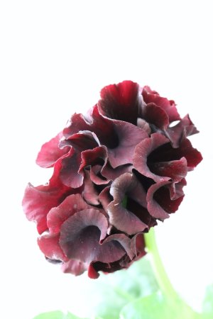 画像4: パンジー "Panzy~Robe de Antoinette~ローヴ ドゥ アントワネット ソワレ~" No.1