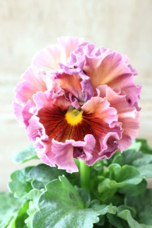 画像2: Robe de Antoinette〜ローブ・ドゥ・アントワネット〜 No.68