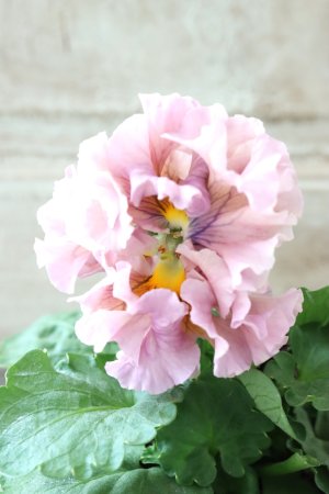 画像2: Robe de Antoinette〜ローブ・ドゥ・アントワネット〜 No.61