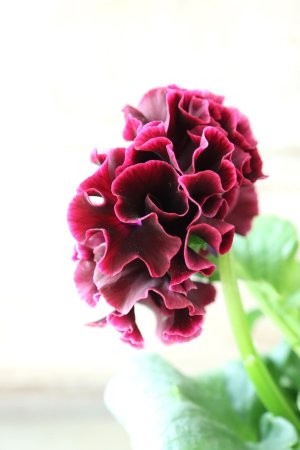 画像4: パンジー "Panzy~Robe de Antoinette~ローヴ ドゥ アントワネット ソワレ~" No.4