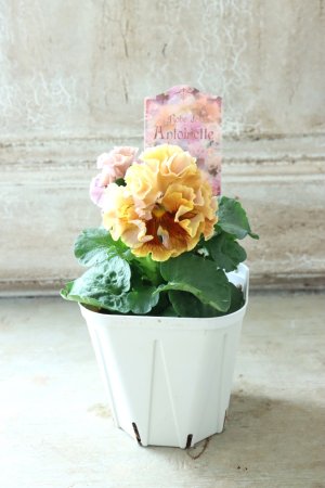 画像6: Robe de Antoinette〜ローブ・ドゥ・アントワネット〜 No.71