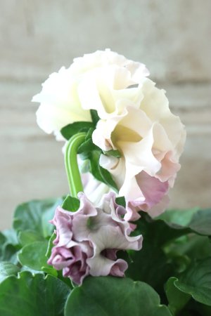 画像4: Robe de Antoinette〜ローブ・ドゥ・アントワネット〜 No.63