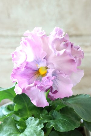 画像3: Robe de Antoinette〜ローブ・ドゥ・アントワネット〜 No.78