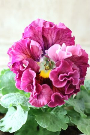 画像2: Robe de Antoinette〜ローブ・ドゥ・アントワネット〜 No.75