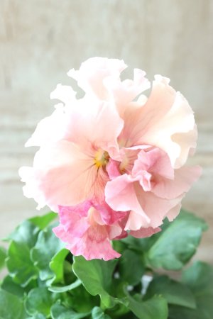 画像2: Robe de Antoinette〜ローブ・ドゥ・アントワネット〜 No.76