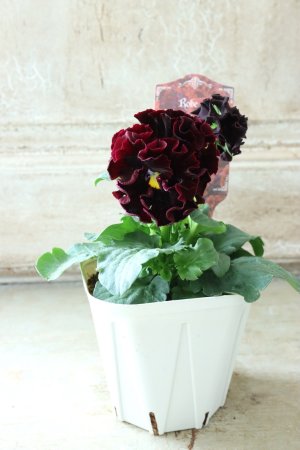 画像5: パンジー "Panzy~Robe de Antoinette~ローヴ ドゥ アントワネット ソワレ~" No.2