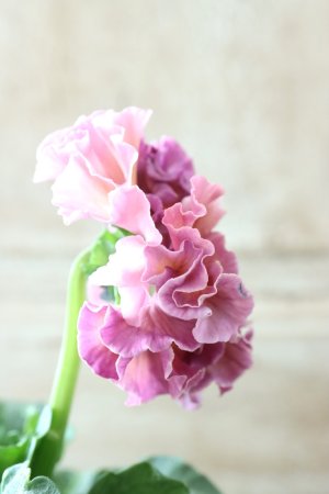 画像4: Robe de Antoinette〜ローブ・ドゥ・アントワネット〜 No.68