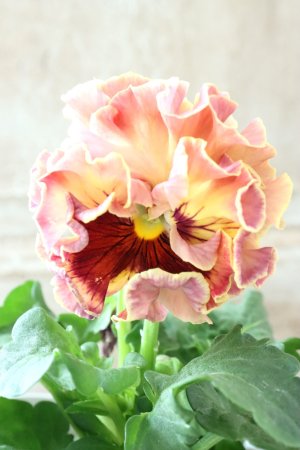 画像3: Robe de Antoinette〜ローブ・ドゥ・アントワネット〜 No.69